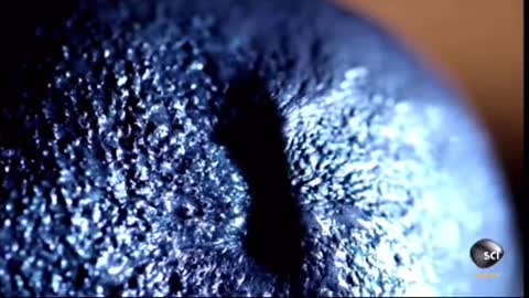 First Ever “Magnetic ” Monster Gets Trapped