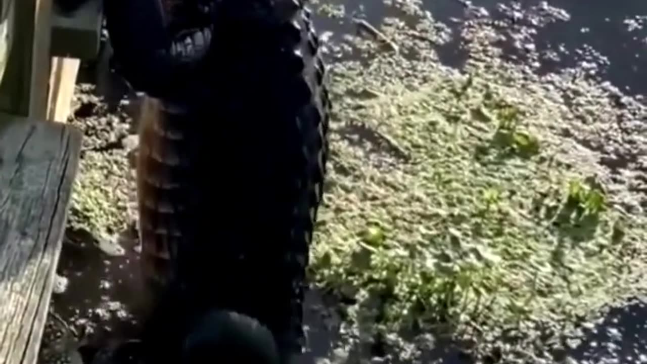 When you thought alligators couldn't climb fences, but this gator had other ideas!