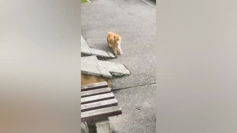 This cat sneaks into a kitchen and steals some snacks.