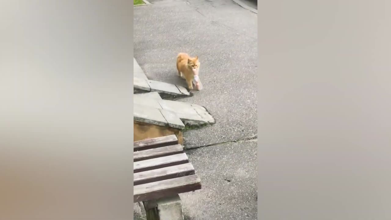 This cat sneaks into a kitchen and steals some snacks.
