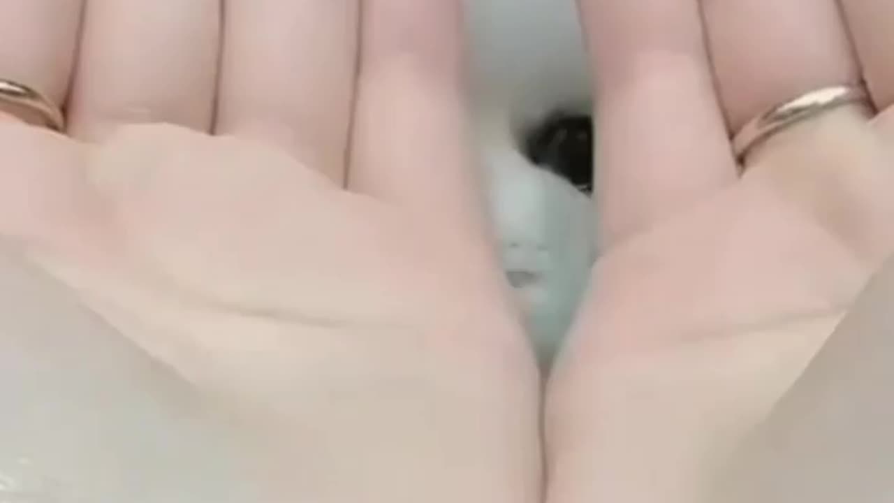 Cute Dogs