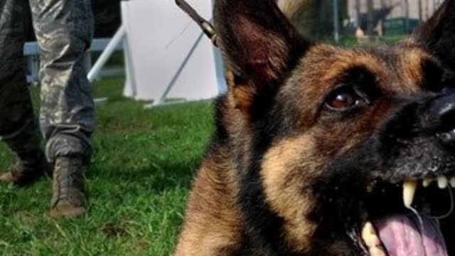 Amazing Facts You Might Not know About Dogs - Part 20 of 20