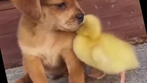 Funny Animal Video #Shorts