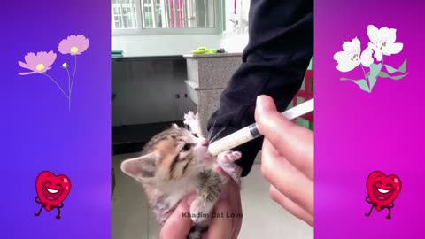 Funny cat clips, LOL!!!!!!!!!!!!! must watch