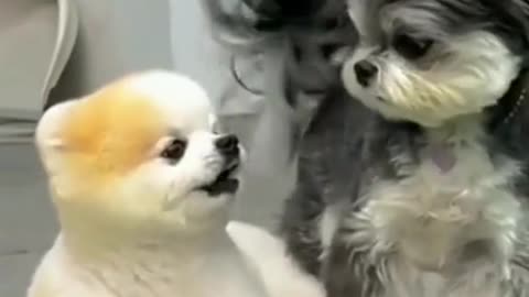 Cute dog