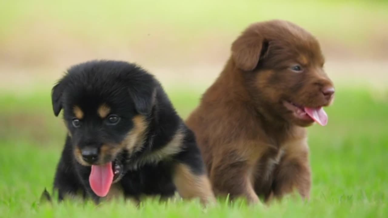 Cute Puppies