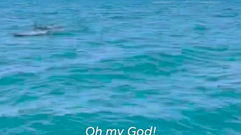 Humpback whale pod gets curious and investigate snorkelers.