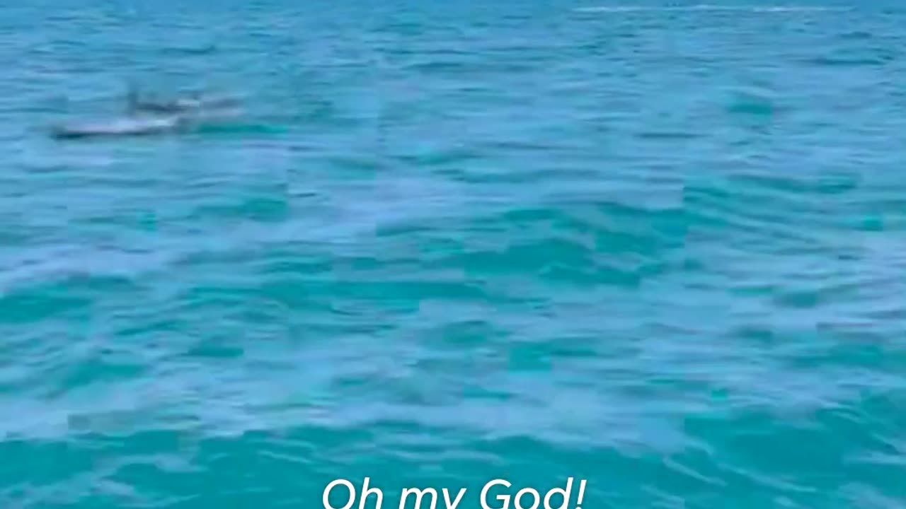 Humpback whale pod gets curious and investigate snorkelers.