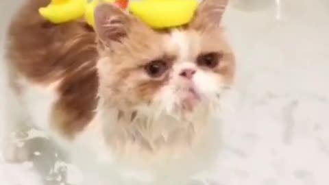 lovely cat
