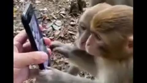 #trending Funny monkey funny video,#shorts,funny video