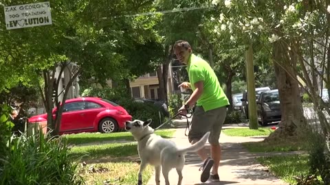 How to Train your Dog Without Force- Stop Puppy Biting, Pay Attention and Train Smarter!