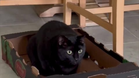 Adopting a Cat from a Shelter Vlog - Cute Precious Piper Gets Settled in Her Fort #shorts