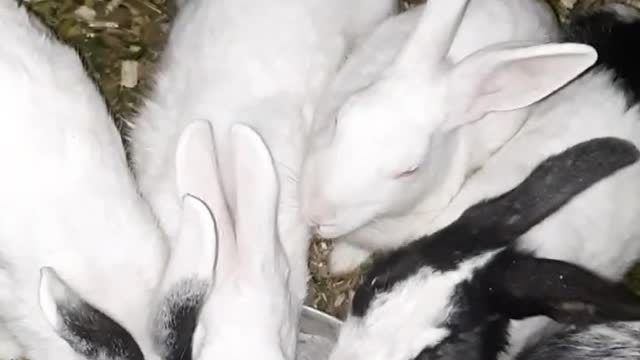 Beautifull Rabbits