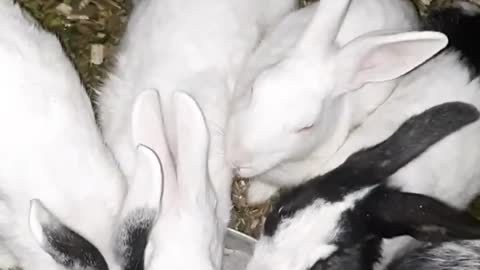 Beautifull Rabbits