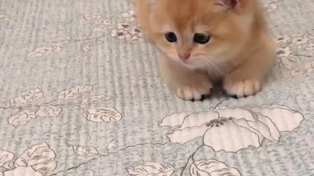 OMG So Cute Cats ♥ Best Funny Cat ❤️🐈Videos 2021 #shorts