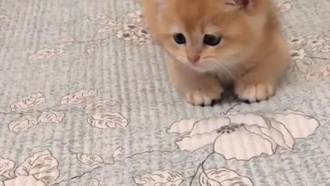 OMG So Cute Cats ♥ Best Funny Cat ❤️🐈Videos 2021 #shorts