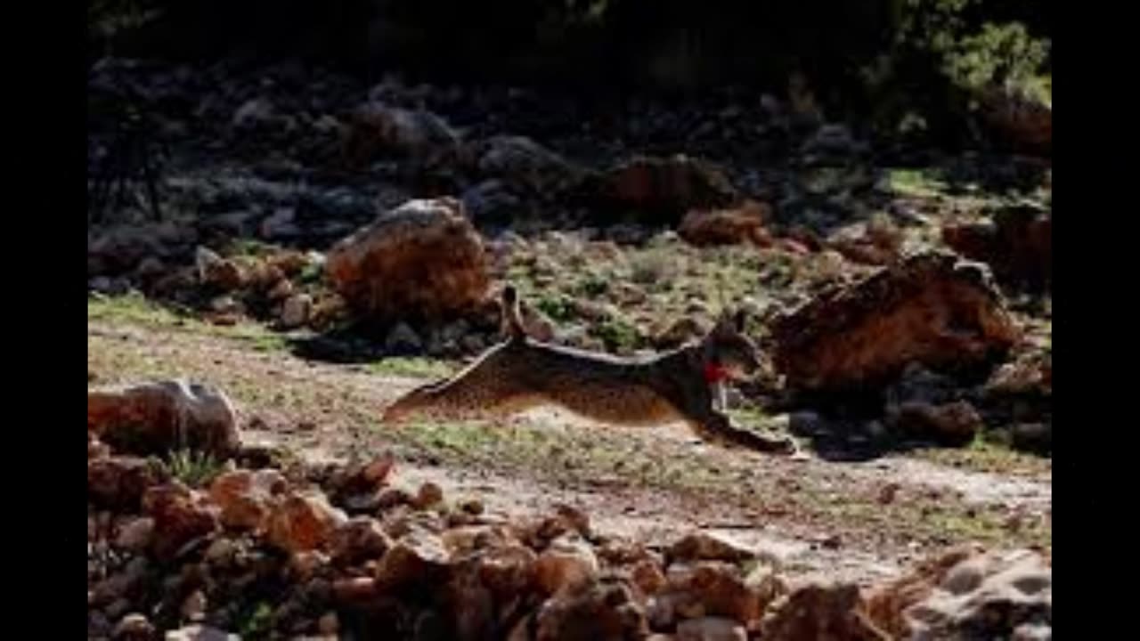 "greatest recovery of a cat species ever achieved"