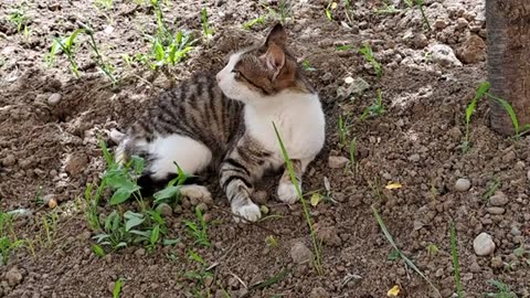A cute stray cat snoozing in the coolness.