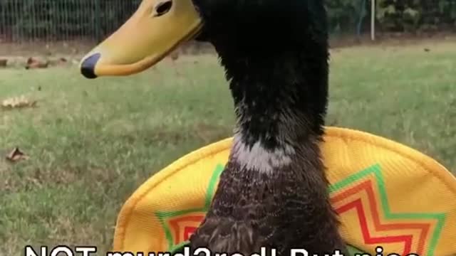 I’ll bring the minnows if you bring the mealworms @Pablo and his friends 🦆