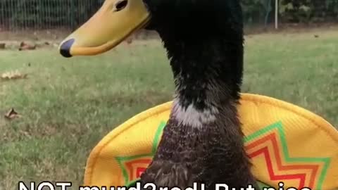 I’ll bring the minnows if you bring the mealworms @Pablo and his friends 🦆