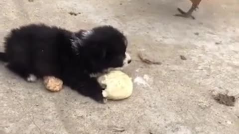 Cute Animals | Funny Animal Videos | Cute Animal Videos | So Cute Dog 5 😘 #shorts