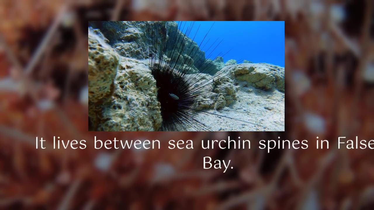 Hidden in Plain Sight: Marine Biologists Discover New Clam Species in South Africa