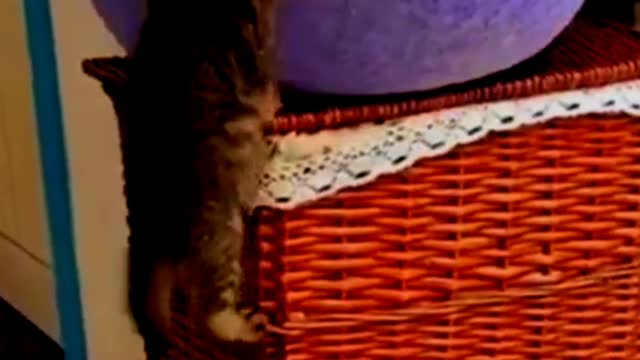 Funny cats videos try not to laugh OMG #funny cat