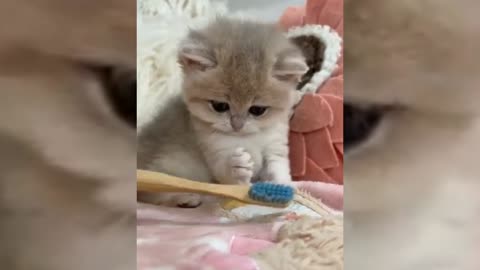 Cute cat and kitten