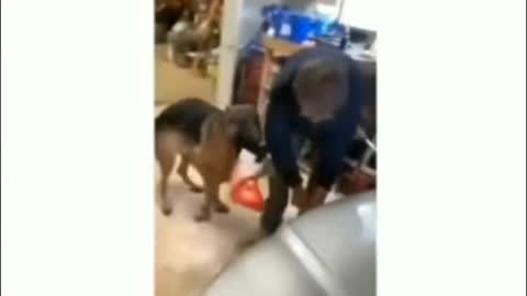 A dog's daily routine
