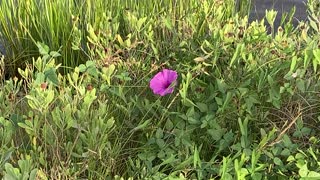 Blooming In The Weeds