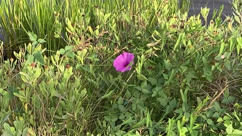 Blooming In The Weeds