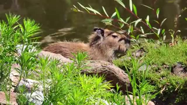 Amazon Wildlife In 4K - Animals That Call The Jungle Home | Amazon Rainforest | Relaxation Film