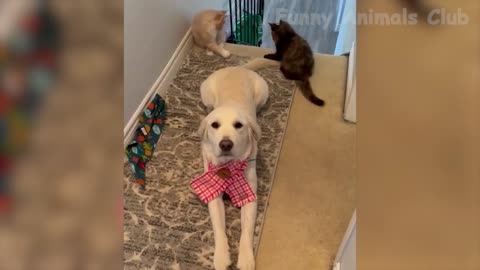 Funniest Animals Videos😂 - Best Cats😹 and Dogs🐶 Videos 2022!