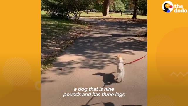 Dog Who Lost Her Leg In A Bear Trap Finds Her Forever Home The Dodo