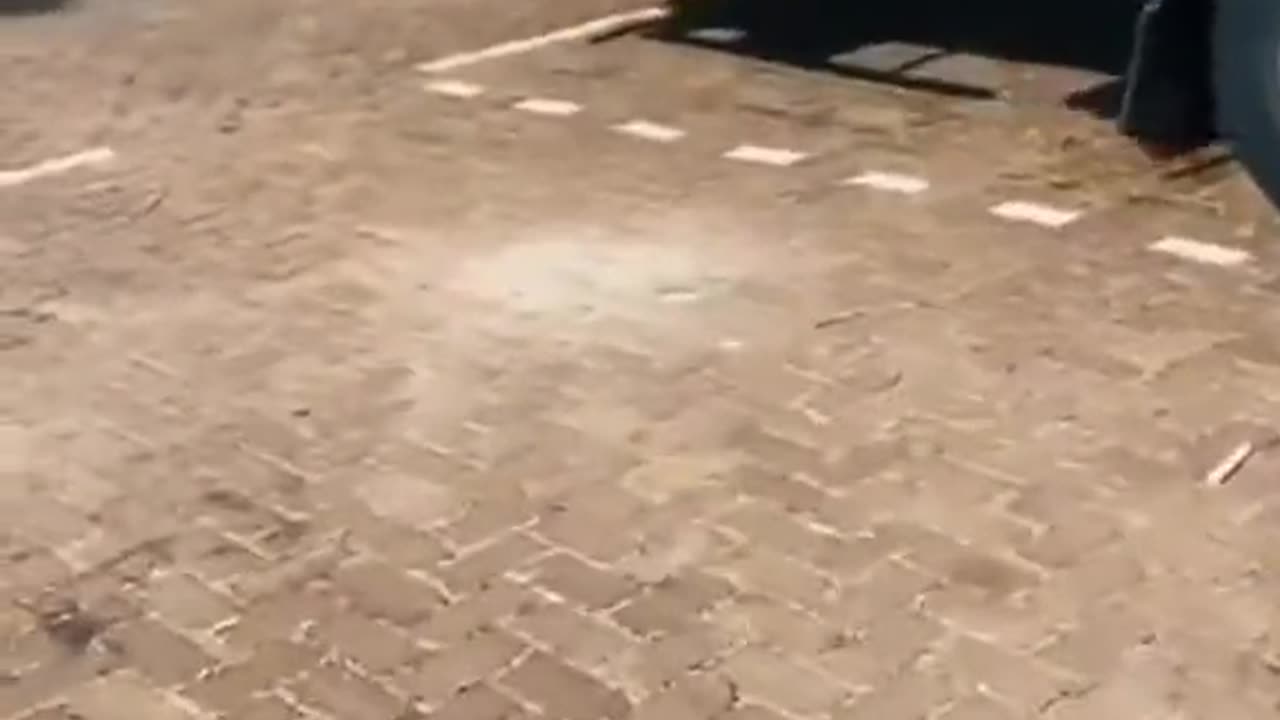 Cheetah dangerous attack with Son