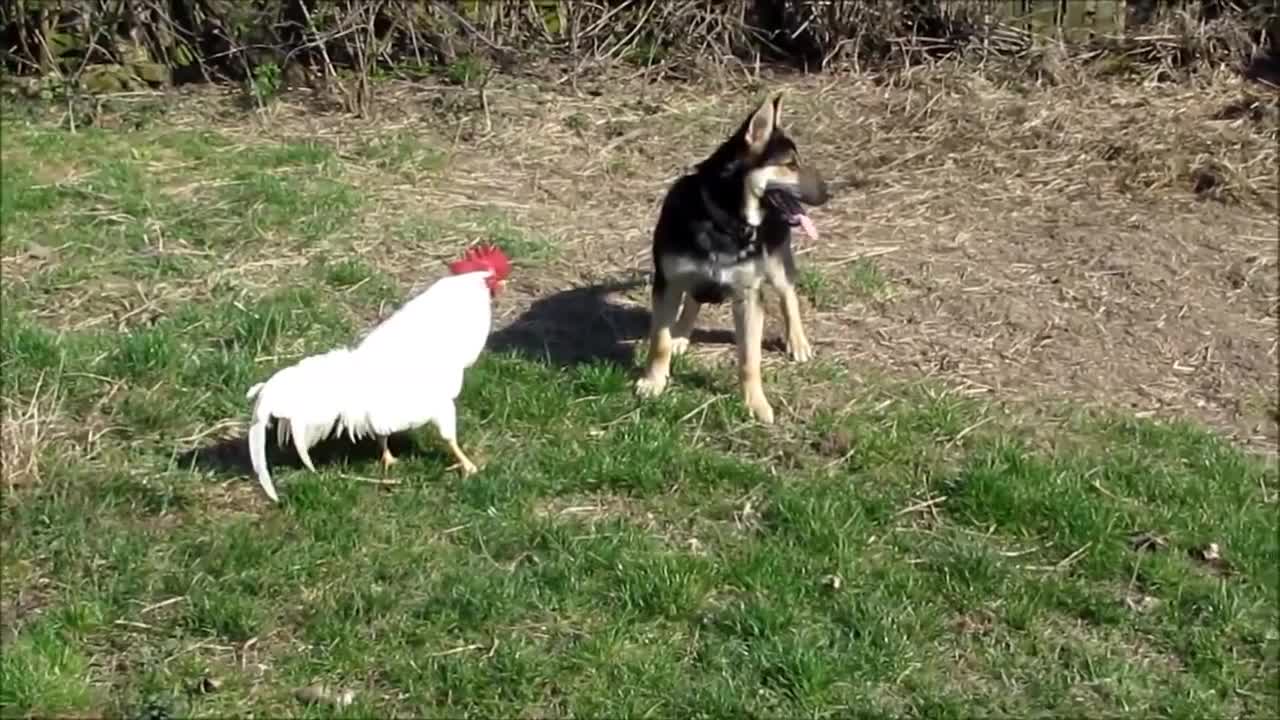Kogut vs pies