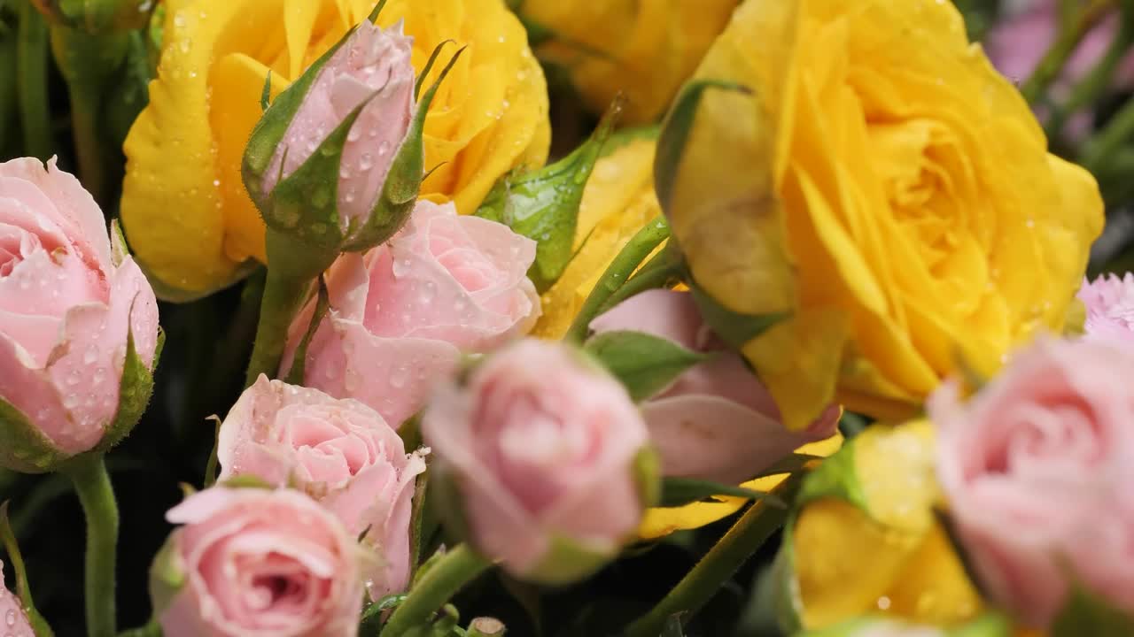 Pan shot of wet flowers, close up