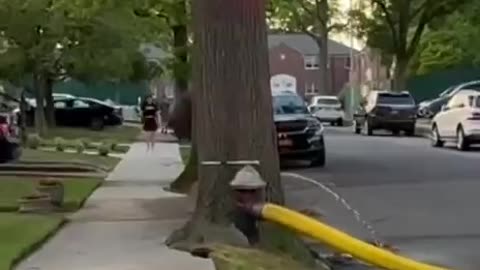 WATER COMING OUT OF 😳A TREE