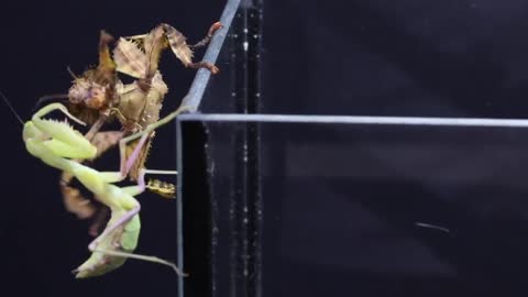 WHAT WILL BE IF THE MANTIS SEES THE BIG SPIDER-17