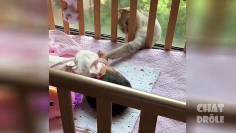Funny CATS ✪ Vidéo De Chat à Mourir De Rire ✪