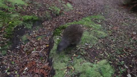 Kiwi bird - New Zealand Bird