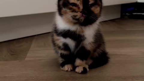 Little kitty