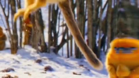 golden monkey🥰