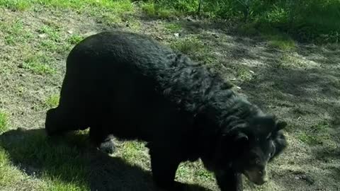 The black bear