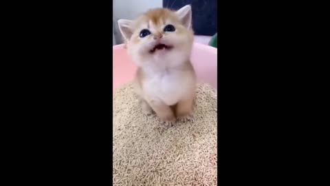 Funniest Cats and Dogs Videos -- Hilarious Animal Compilation 429
