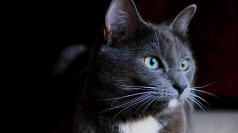 Lovely cat black