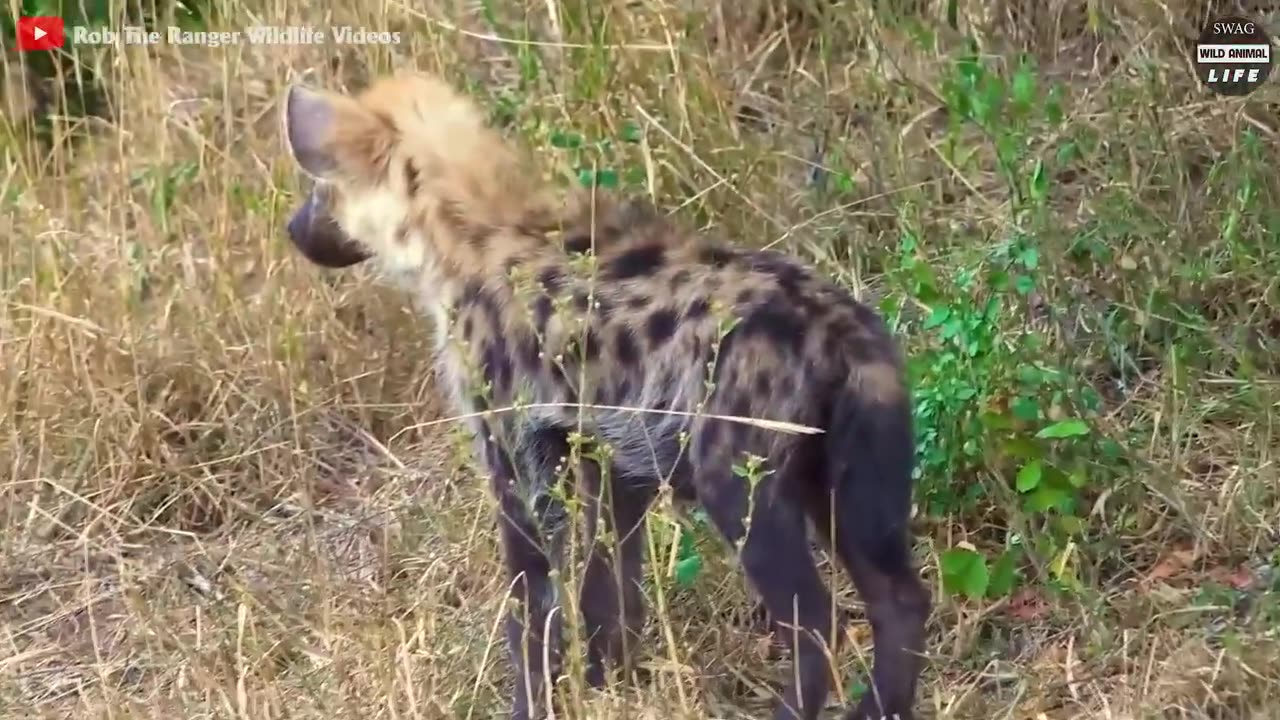 Poor _ 45 Times Injured Big Cats Continuously Live In Pain _ Wild Animal