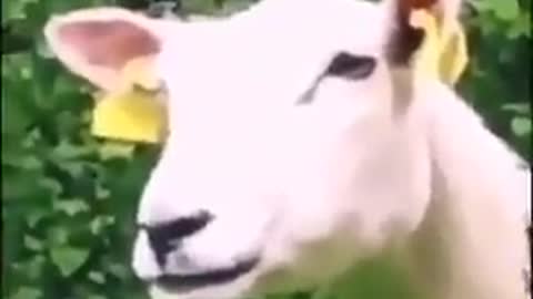 Most viewed video on internet