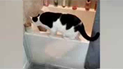 Funny cat