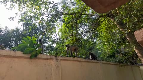 Monkey 🙊